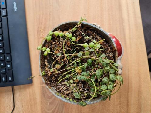 Variegata ertwenplantje en string of turtles (peperomia), Huis en Inrichting, Kamerplanten, Overige soorten, Minder dan 100 cm