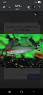 Roodkopzalmpjes, Dieren en Toebehoren, Vissen | Aquariumvissen, Vis