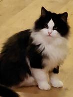 Langharig jong katertje, Kater, Gechipt