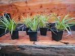 Carex morrowii ( vaste plant/siergras ), Bodembedekkers, Vaste plant, Ophalen of Verzenden, Halfschaduw