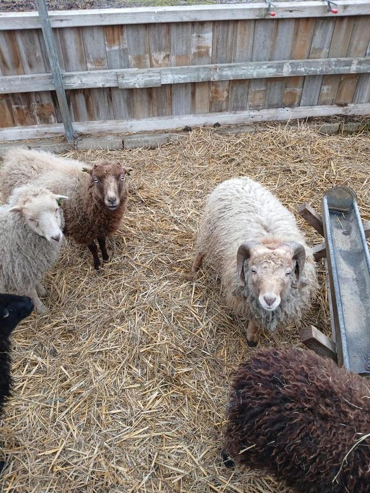 Ouessant ram, Dieren en Toebehoren, Schapen, Geiten en Varkens, Schaap, Mannelijk