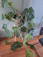 monstera, Huis en Inrichting, Kamerplanten, Groene kamerplant, Ophalen, Overige soorten, 100 tot 150 cm