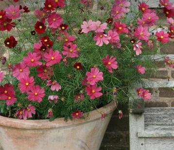 Cosmea Rubenza zaden beschikbaar voor biedingen