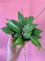 Hoya Verticillata, Verzenden, Overige soorten, Minder dan 100 cm