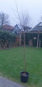 Leuke berk, Tuin en Terras, Planten | Bomen, Ophalen, Bloeit niet, Halfschaduw, Overige soorten