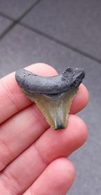 Megalodon haaientand uit Bone Valley fossiel., Ophalen of Verzenden, Fossiel
