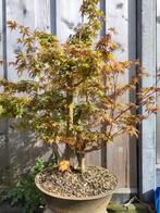 Acer palmatum Japanse esdoorn bonsai, Overige soorten, Ophalen