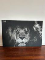Leeuw canvas, Huis en Inrichting, Woonaccessoires | Schilderijen, Tekeningen en Foto's, Ophalen, 100 tot 125 cm, 75 cm of meer