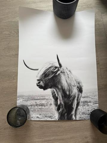 Desenio poster, Highlander Cow (stier), 50x70 cm beschikbaar voor biedingen