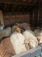 Wol na het scheren van 13 schapen, Meerdere dieren, Schaap