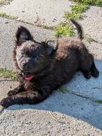 pomchi pups, Rabiës (hondsdolheid), Overige rassen, 8 tot 15 weken, Meerdere