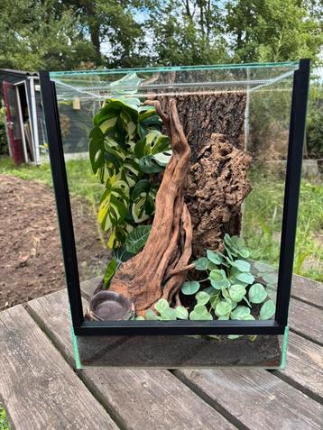 Prachtig ingericht terrarium 30x30x40 beschikbaar voor biedingen