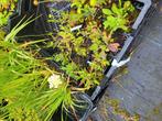 Scabiosa Ochroleuca - vaste plant, Tuin en Terras, Ophalen, Zomer, Vaste plant, Overige soorten