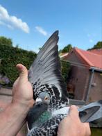 Mooi kras duivin!, Dieren en Toebehoren, Vogels | Duiven, Vrouwelijk, Postduif