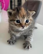 Kittens te koop (Britse korthaar), Dieren en Toebehoren, Meerdere dieren, Ontwormd, 0 tot 2 jaar