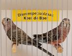 Koppel bourke parkieten wildkleur, Dieren en Toebehoren, Vogels | Parkieten en Papegaaien, Meerdere dieren, Parkiet