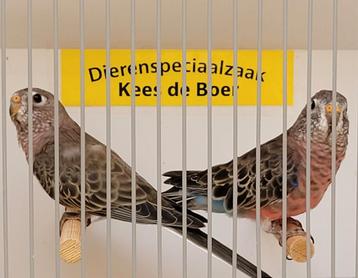 Koppel bourke parkieten wildkleur  beschikbaar voor biedingen