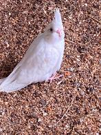 Jonge valkparkieten, Dieren en Toebehoren, Vogels | Parkieten en Papegaaien, Meerdere dieren, Parkiet