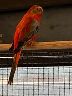 Gezocht Turquoisine, Dieren en Toebehoren, Vrouwelijk, Parkiet, Geringd