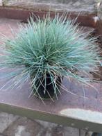 Festuca glauca-improved ( blauw schapengras ), Ophalen, Vaste plant, Siergrassen, Halfschaduw