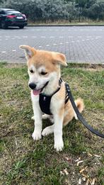 Akita inu puppy, Dieren en Toebehoren, Honden | Poolhonden, Keeshonden en Oertypen, Rabiës (hondsdolheid), Reu, 8 tot 15 weken