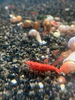 Mooie jonge rode neocaridina garnalen, Kreeft, Krab of Garnaal