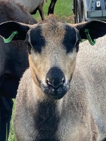 Ram lammeren Maasduin beschikbaar voor biedingen