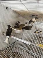 Kanaris poppen, Dieren en Toebehoren, Vogels | Overige Vogels