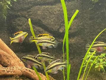 Gratis kersenbuiken, gezonde aquariumvissen beschikbaar voor biedingen