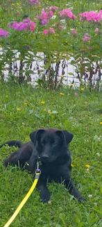 PUP  4 MAANDEN  OUD   ZEER LIEF !!!, Dieren en Toebehoren, Honden | Niet-rashonden, 15 weken tot 1 jaar, Eén hond, Middel, Nederland