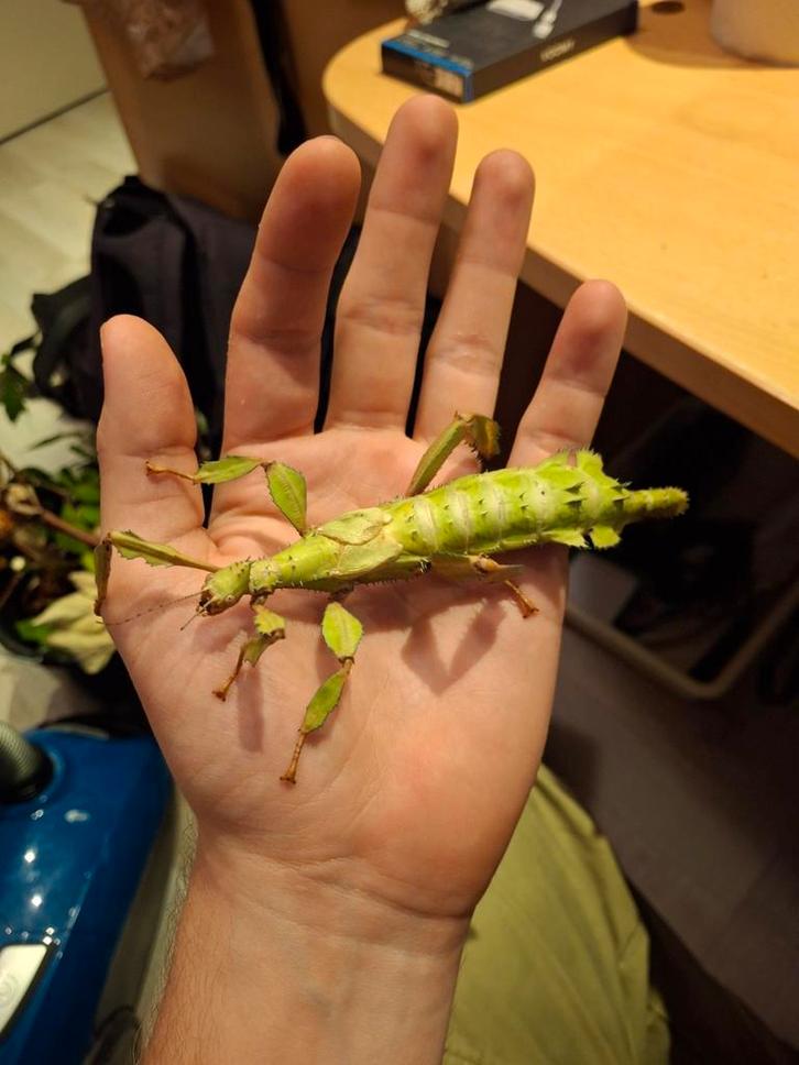 Volwassen Australische flappentak, Extatosoma tiaratum Psg 9, Dieren en Toebehoren, Insecten en Spinnen, Wandelende tak