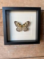 Idea loeconoe vlinder in lijst, Ophalen of Verzenden, Nieuw, Insect, Opgezet dier