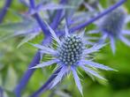 blauwe distel, Ophalen, Zomer, Overige soorten, Volle zon