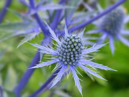 blauwe distel, Tuin en Terras, Planten | Tuinplanten, Overige soorten, Volle zon, Zomer, Ophalen