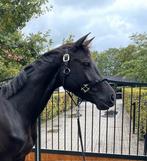 Veelbelovende 4jarige dressuurmerrie direct van de fokker, Dieren en Toebehoren, Paarden, Merrie, Gechipt, Dressuurpaard, Zadelmak