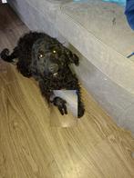 Cocker spaniel gekruist, Dieren en Toebehoren, Honden | Retrievers, Spaniëls en Waterhonden, 8 tot 15 weken, Teef, Eén hond, Spaniël