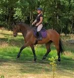 Bomproef sportief recreatie/spring paard! Kwpn ruin 16 jaar., Dieren en Toebehoren, Paarden, Gechipt, Ruin, L, 11 jaar of ouder