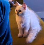 Raszuiver liliac blue point ragdoll kitten  mag nu weg, Dieren en Toebehoren, Katten en Kittens | Raskatten | Korthaar, Kater