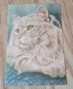 Prachtige Perzische kat, Verzenden, Gelopen, Hond of Kat