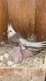 Jonge valkparkieten ook om tam te maken, Dieren en Toebehoren, Geslacht onbekend, Parkiet, Tam