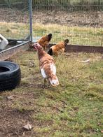 2 rode ardenner kalkoen dames te koop, Dieren en Toebehoren, Pluimvee, Vrouwelijk, Kalkoen