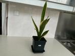 Sanseveria’s vanaf € 0,80, Ophalen, Overige soorten, Volledige schaduw, Minder dan 100 cm