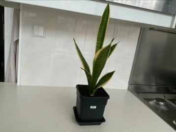 Sanseveria’s vanaf € 0,80 beschikbaar voor biedingen