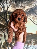 Prachtige Toy poedel pups te koop!, Overige rassen, CDV (hondenziekte), 8 tot 15 weken, Meerdere