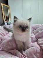 Poesjes, Poes
