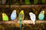 Volwassen grasparkieten | veel keuze | man en pop, Dieren en Toebehoren, Vogels | Parkieten en Papegaaien, Meerdere dieren, Parkiet