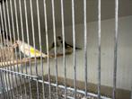 Majoor putter, Meerdere dieren, Wildzangvogel