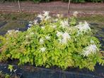 Aruncus Dioicus - Geitenbaard, Vaste plant, Halfschaduw, Zomer, Ophalen