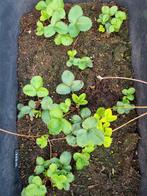 Ananasaardbei, Pineberry & Frau Mieze Schindler, Tuin en Terras, Planten | Tuinplanten, Volle zon, Vaste plant, Ophalen of Verzenden