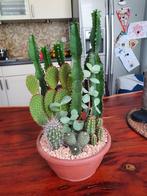 cactus, Cactus, Minder dan 100 cm, Ophalen of Verzenden